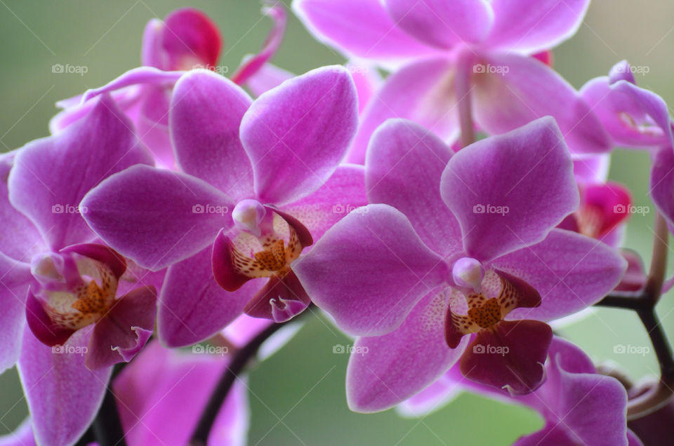 pink flower purple orchid by fingermouse1831