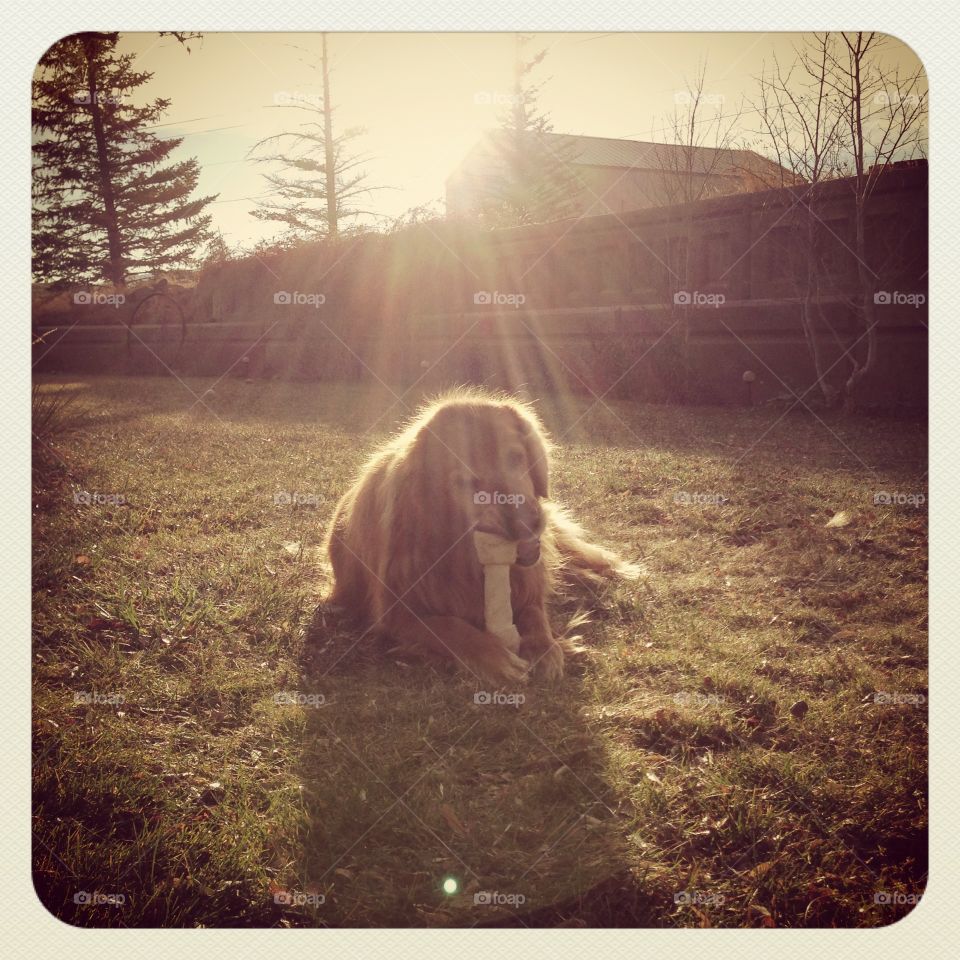 Golden Light. Golden retriever chewing on toy in the sunlight