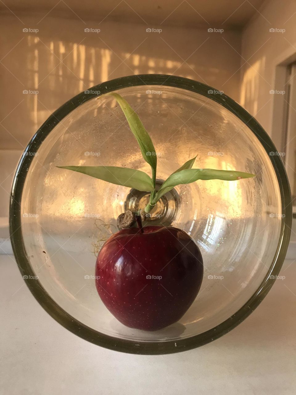 A red apple surrounded by the soft and loving light of the evening and bamboo leaves. The story of love and purity.