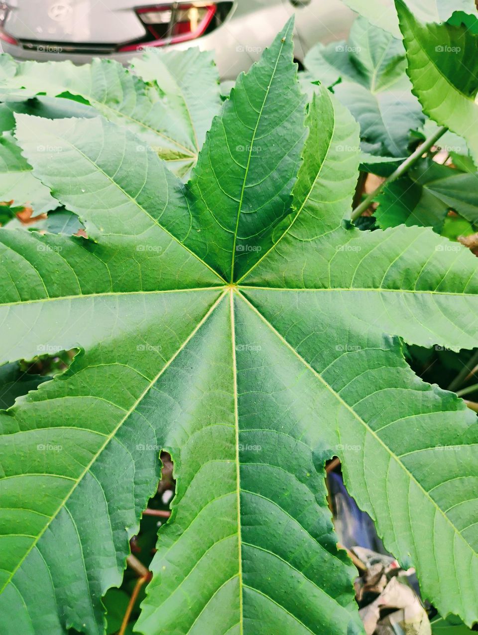 leaf