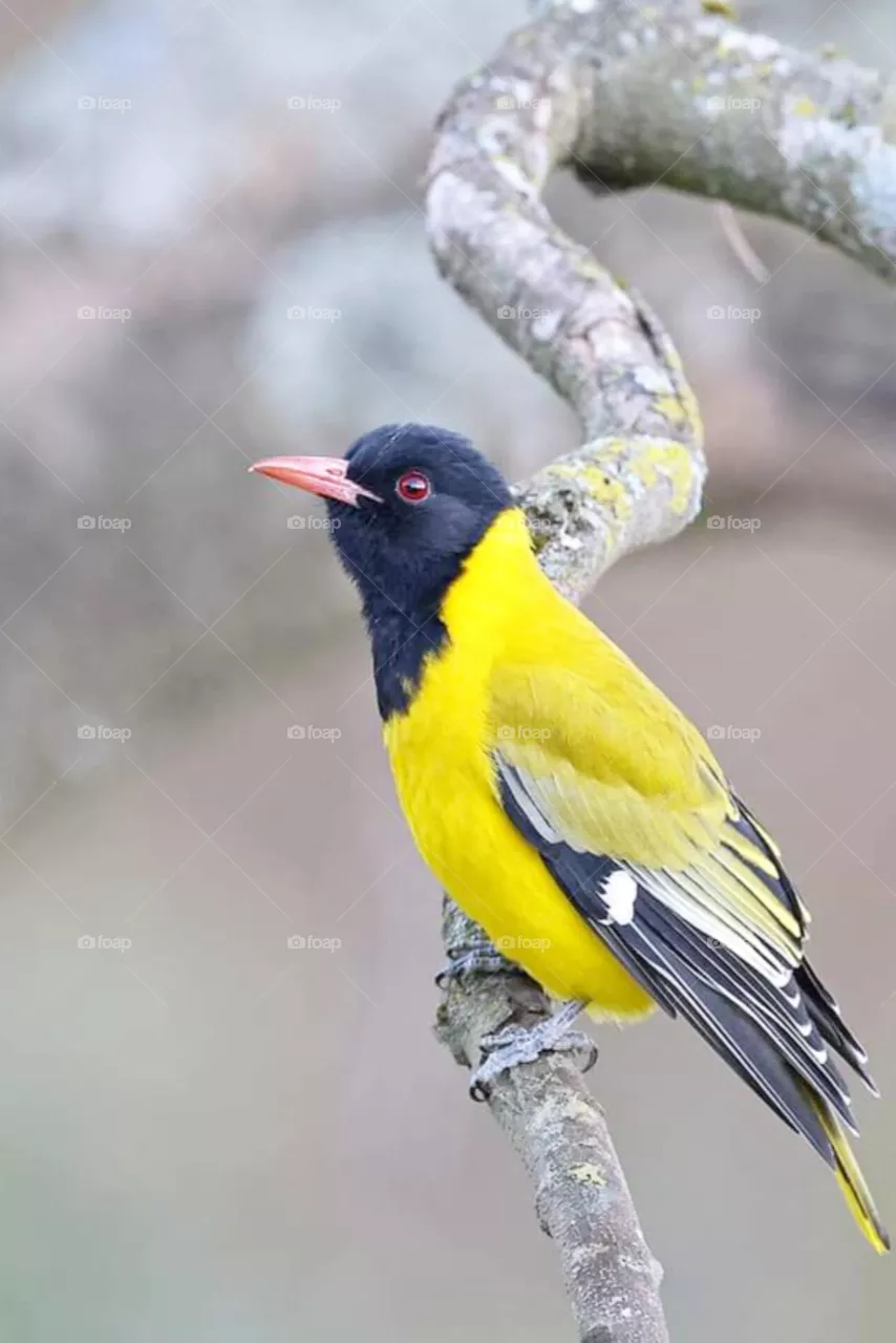 bird