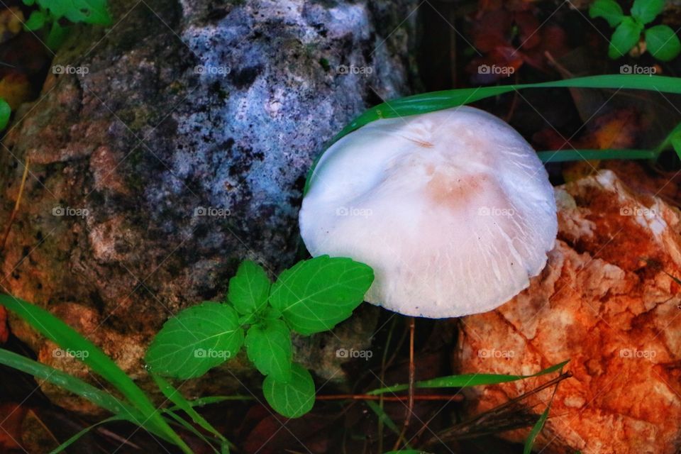 Winter mushroom.