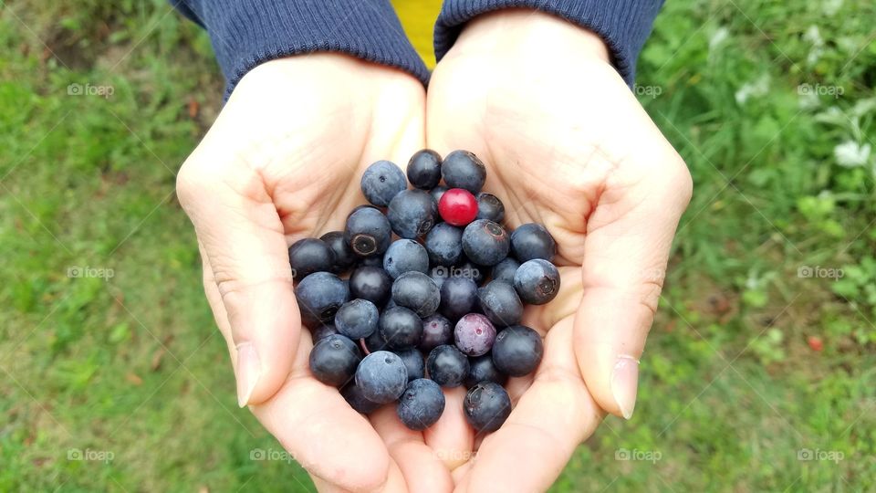 Blueberry picking season