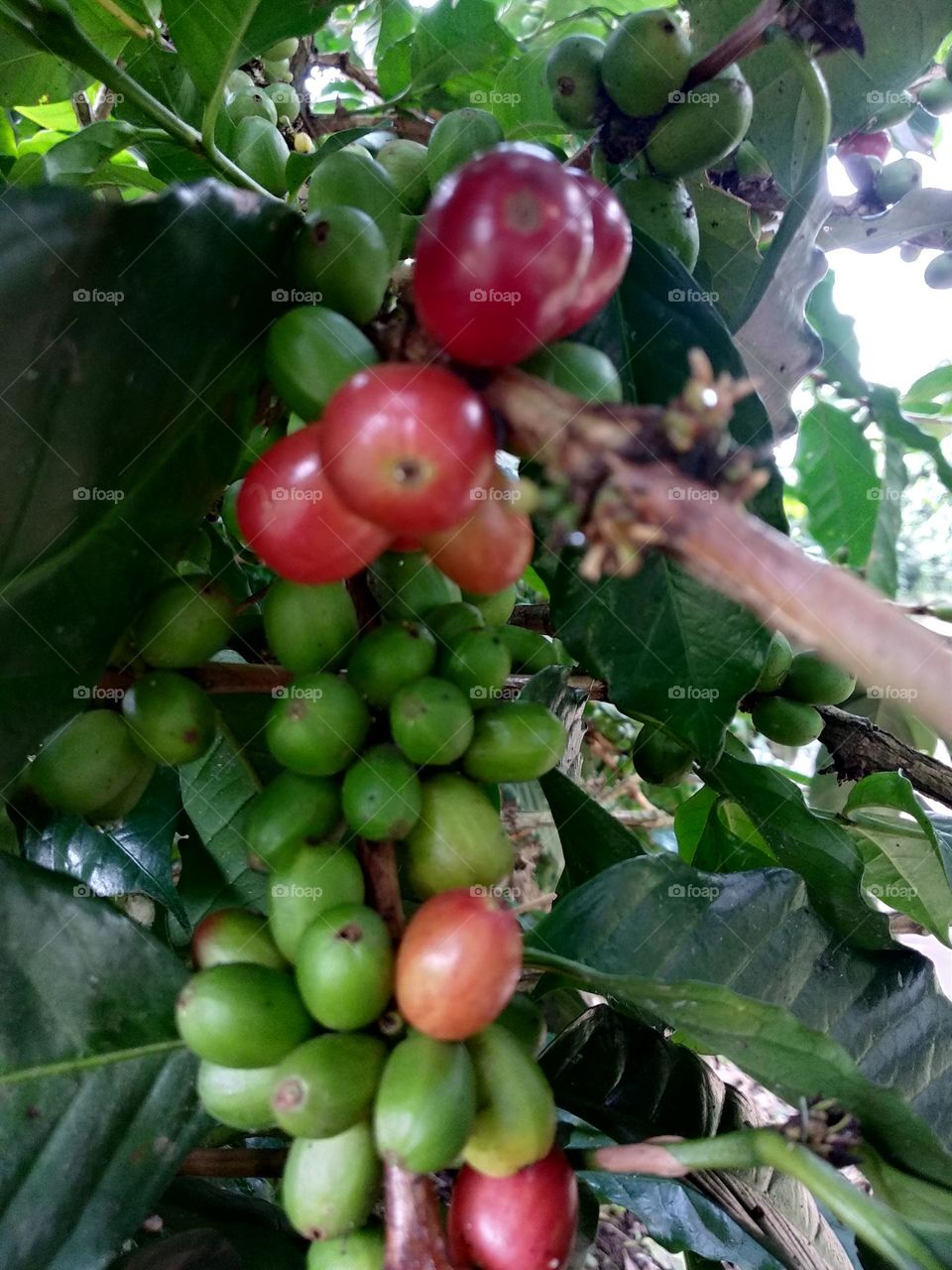 coffee plant