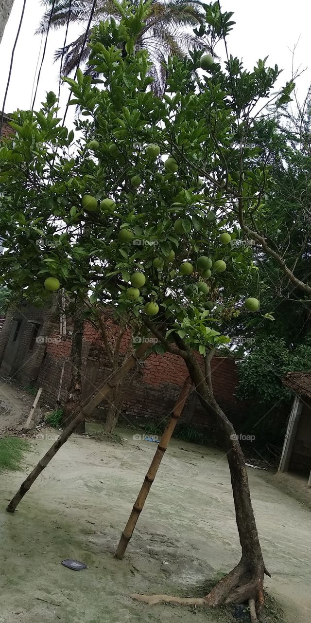 lemon fruit in bunches on the tree in garden with green colour.