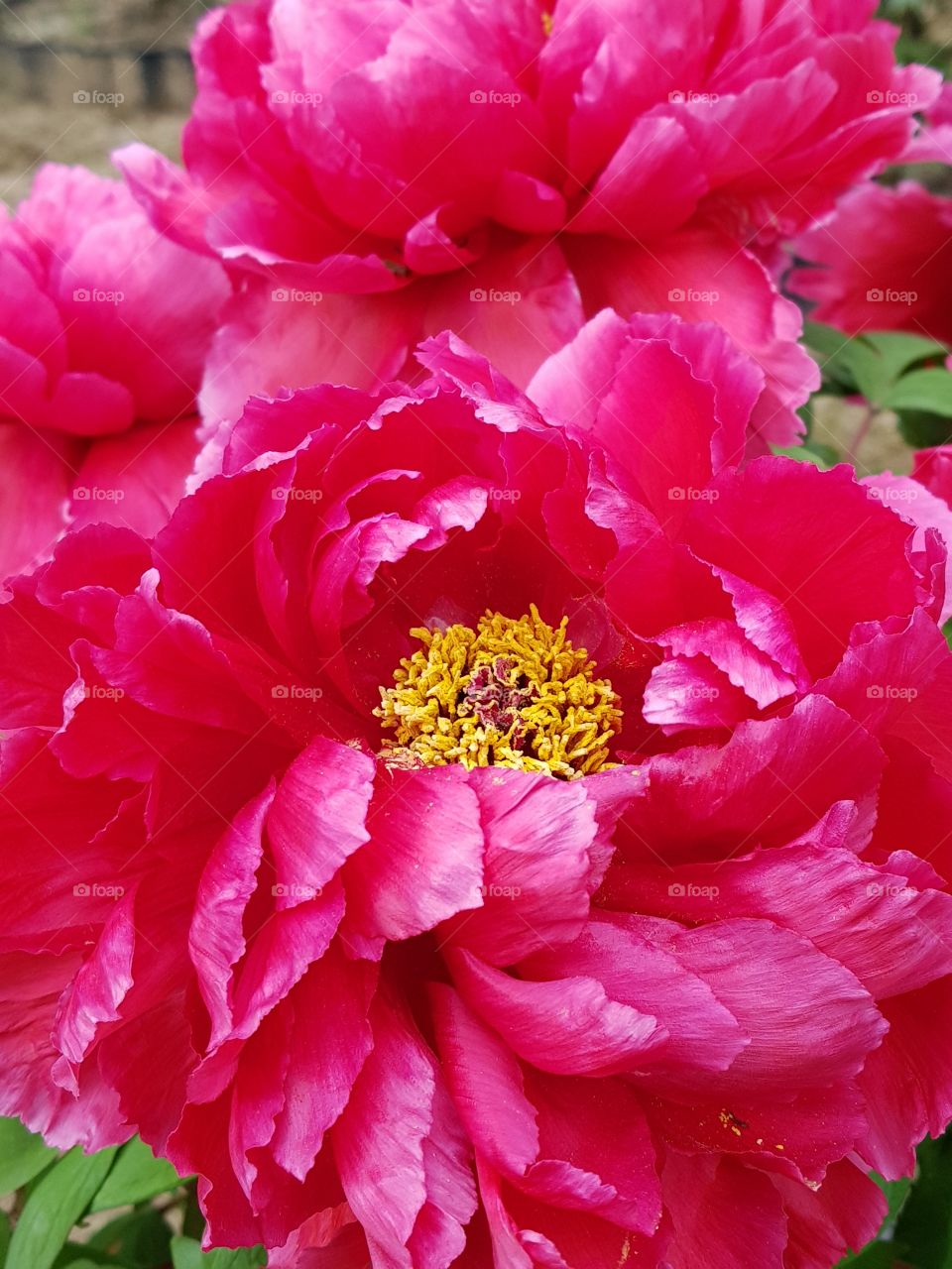 Paeonia at Hyogo JAPAN