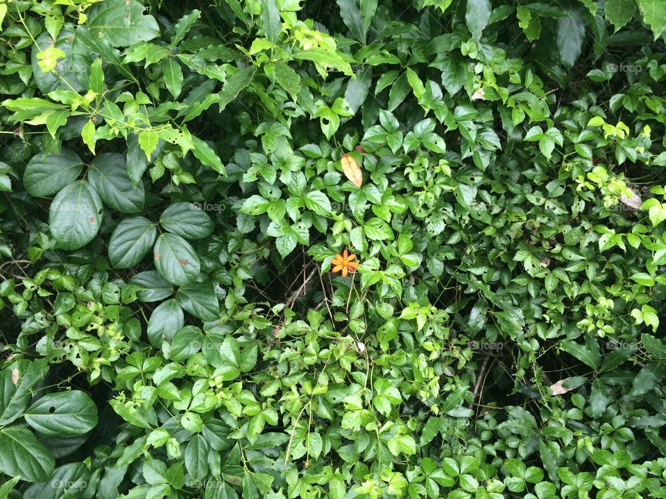 Small Orange Flower. Little flower in the cloud rainforest of Monte Verde, Costa Rica