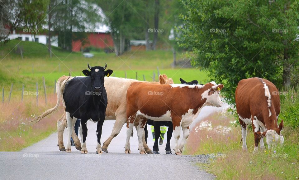 Herding cows