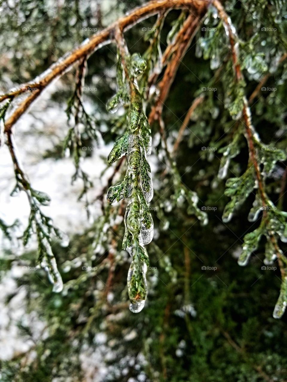 Ice on a Cedar Tree