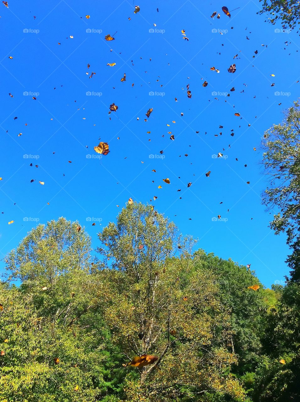#Beautiful #Blueskies #Fallismyfavorite 🍁