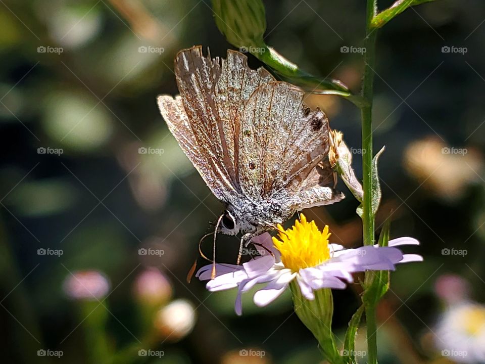Closeup of a tiny butterfly feeding on tiny wildflower on a bright sunny day.
