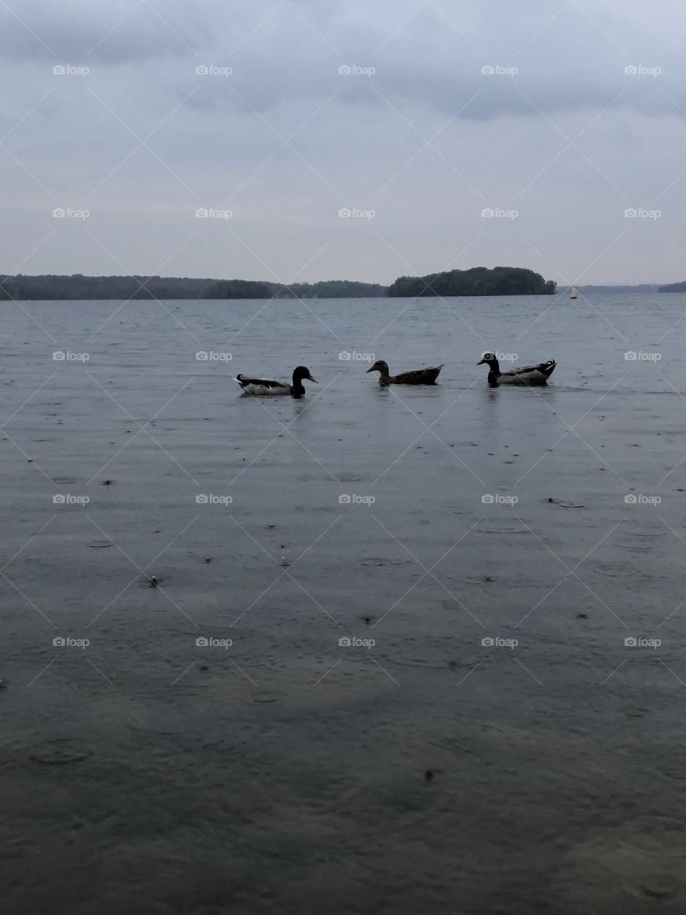 Ducks in the lake on a rainy day 