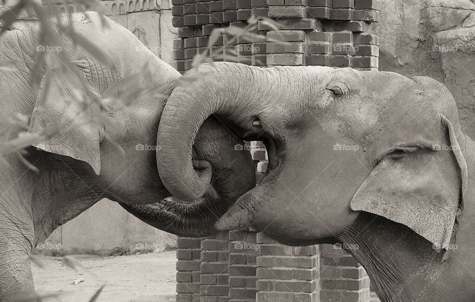 zoo animals elephant by lotti886