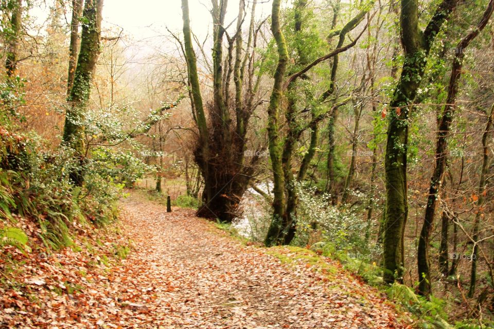 Wood, Nature, Landscape, Tree, Leaf