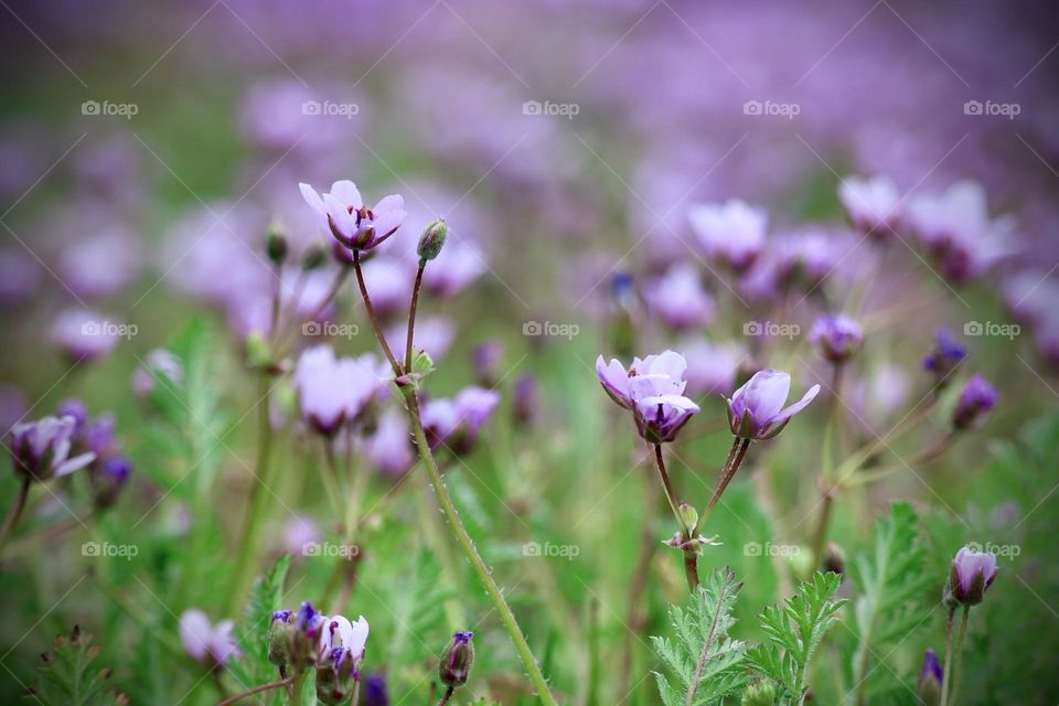 Delicate purple flowers bloom in the ground cover of an open field in springtime