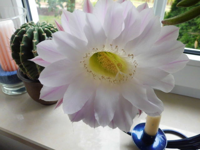 Blume 