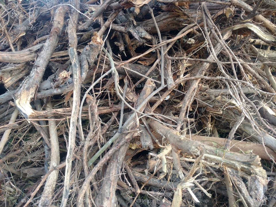 wood,tree roots