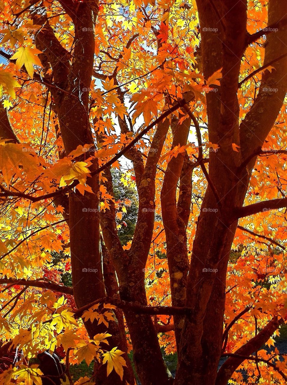 Westonbirt Arboretum