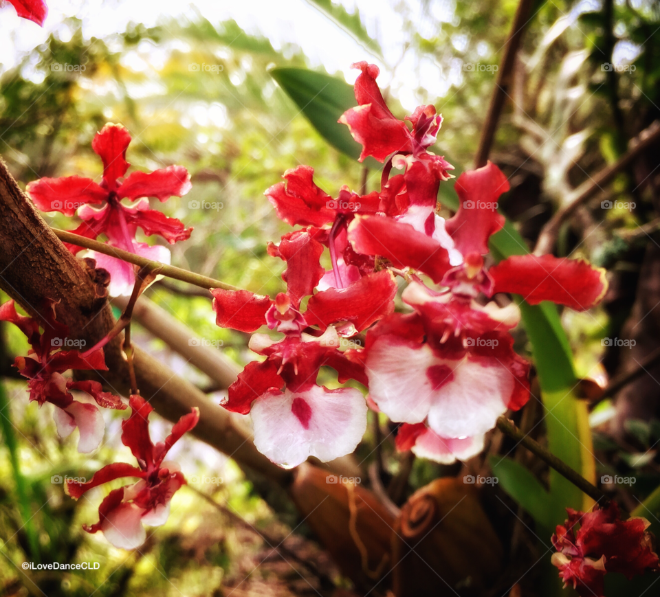 Oncidium Orchid, also called a Chocolate Orchid