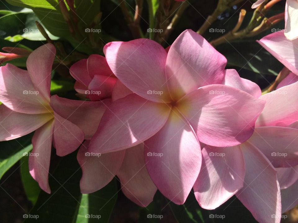 Plumeria