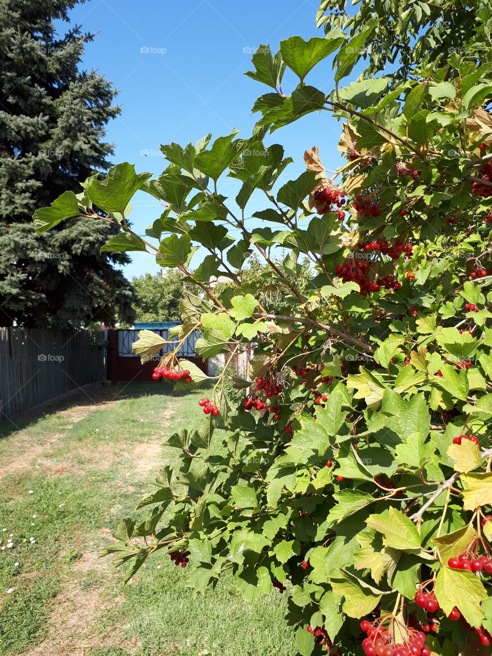 Bush of the red viburnum