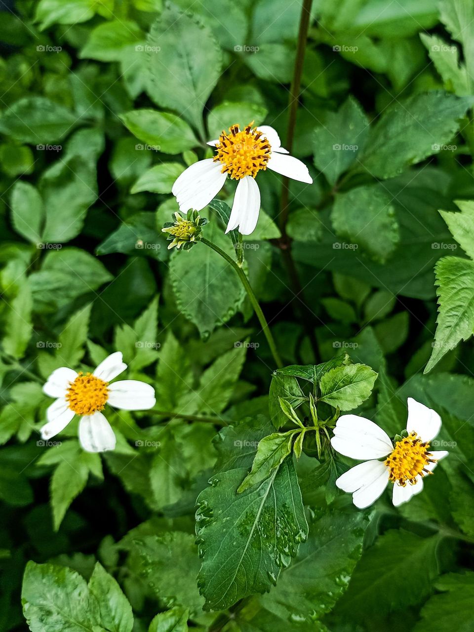 Close-up view of several white flowers with yellow centers growing among green leaves. The small flowers with white petals and bright yellow centers, look fresh and natural