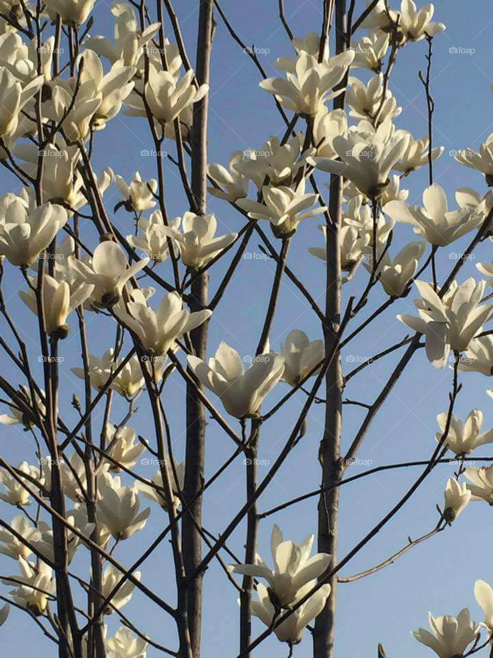 FLOWERING IN SPRING!!