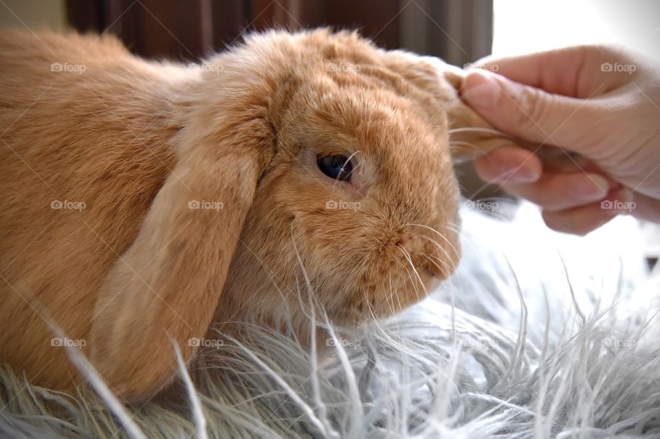 closeup of a bunny with its ear tugged 
