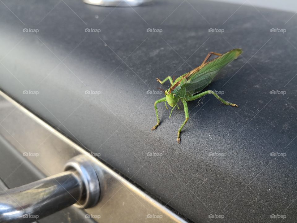 Not so tiny grasshopper