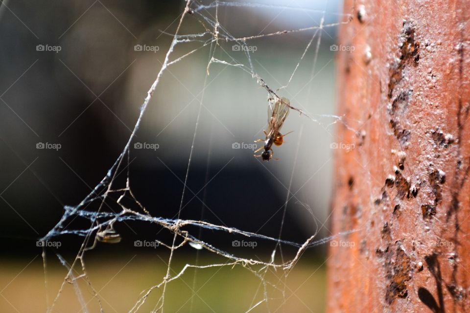 Flying ant caught in a spider web