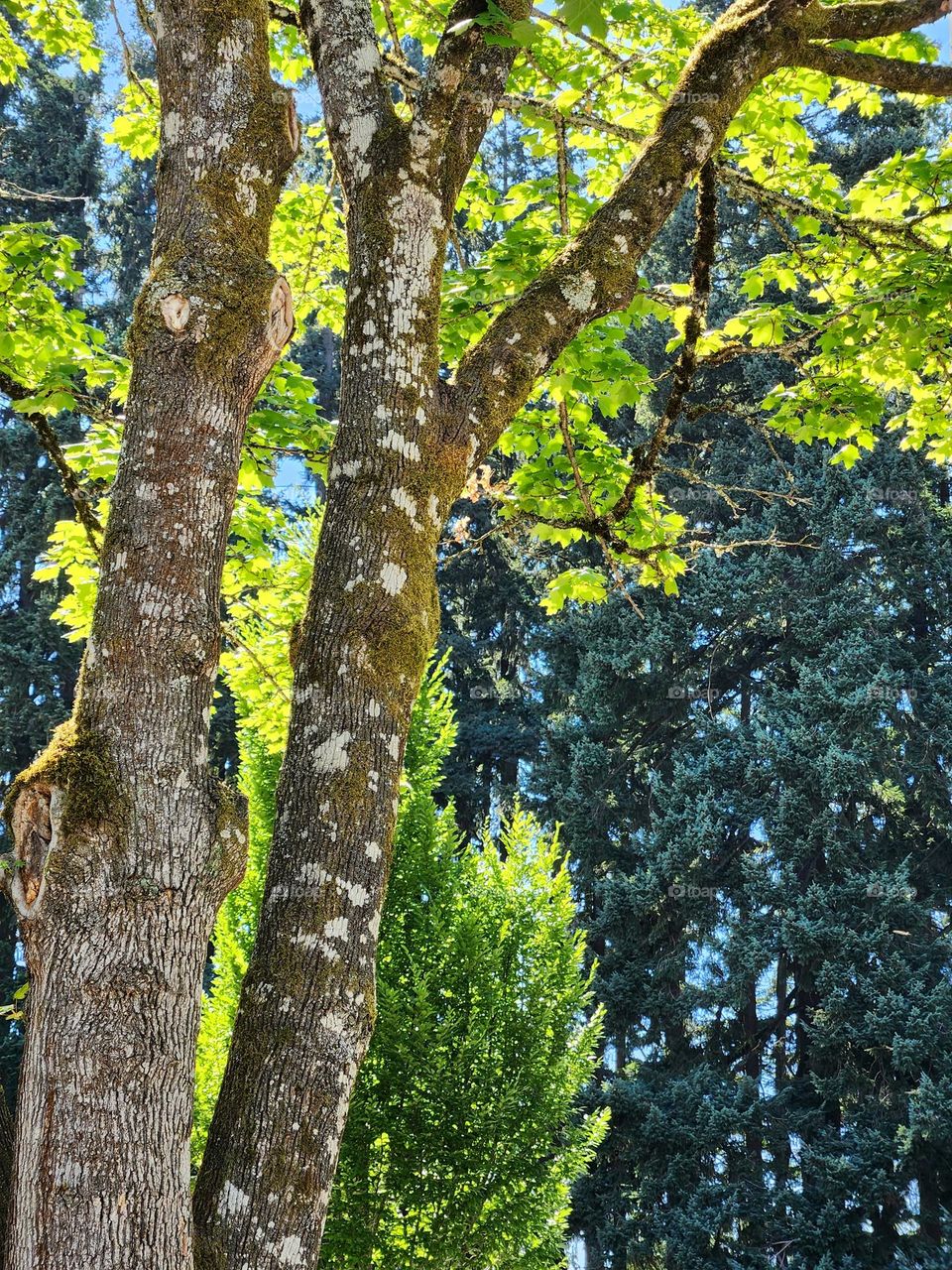 bright sunlight creating a magical glow around some of the trees in Oregon with others in the dark in the distance