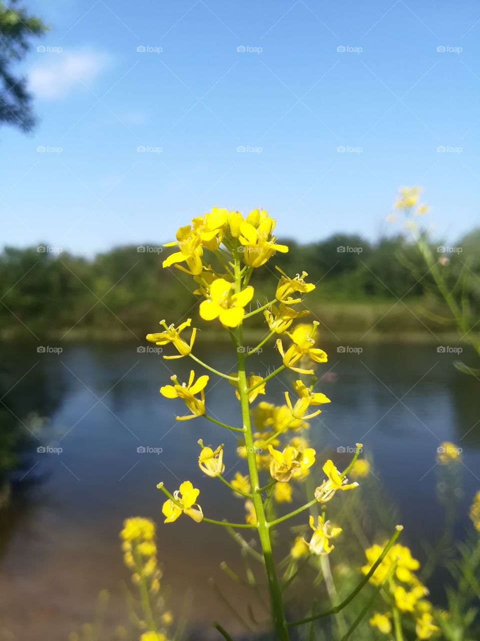 Yellow and blue