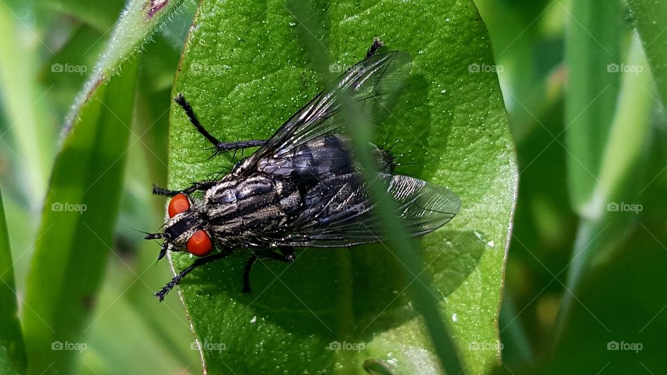 A red-eyed fly sitting on a leaf.