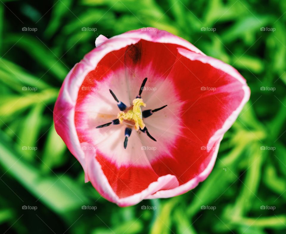 Closeup of red tulip in garden 