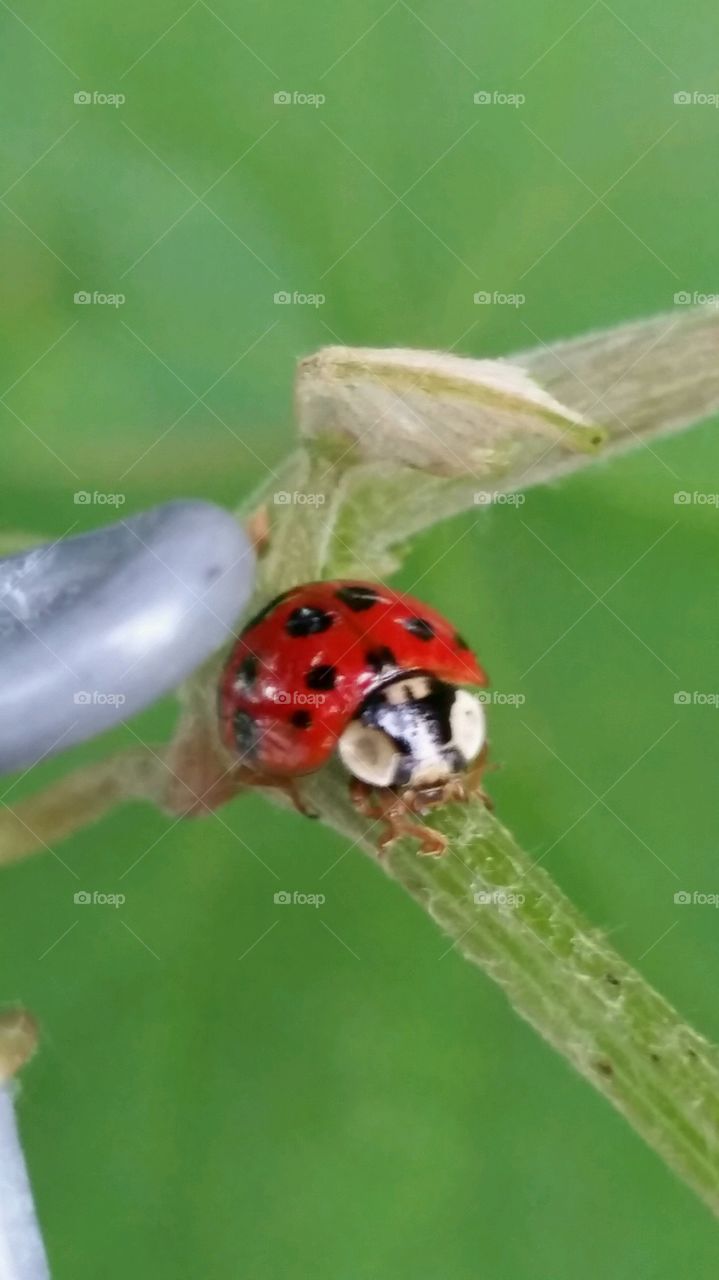 ladybug white eyes