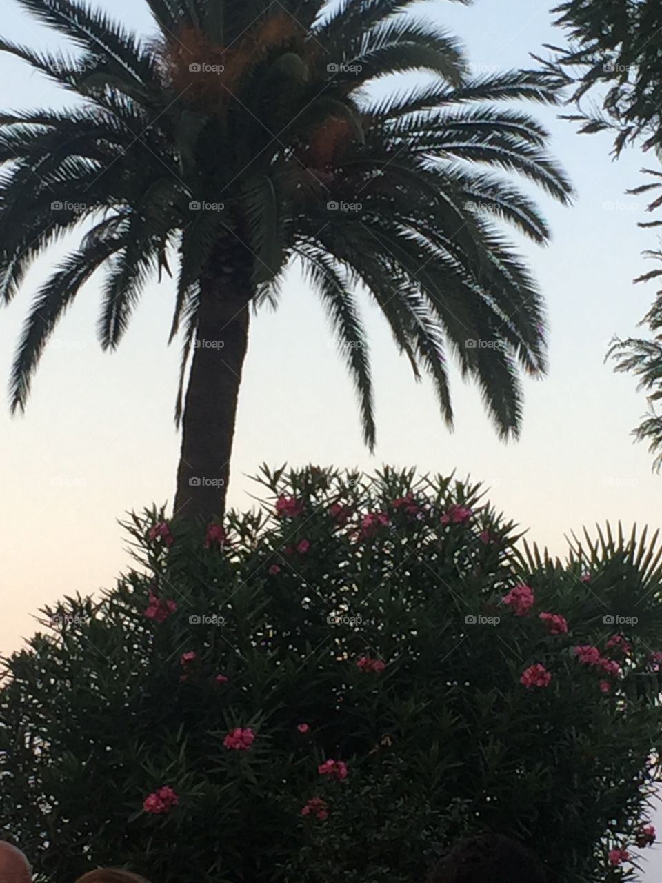Пальма в Батуми. Грузия./ Palm tree to Batumi. Georgia.