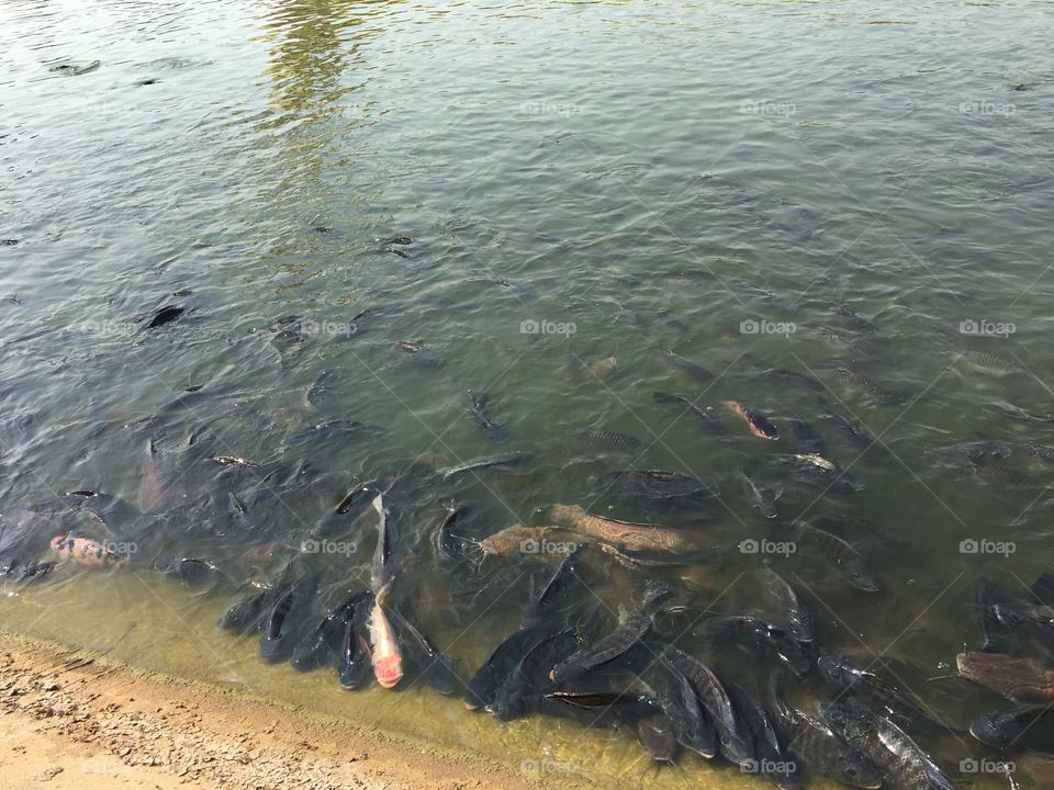 Many fish. 
