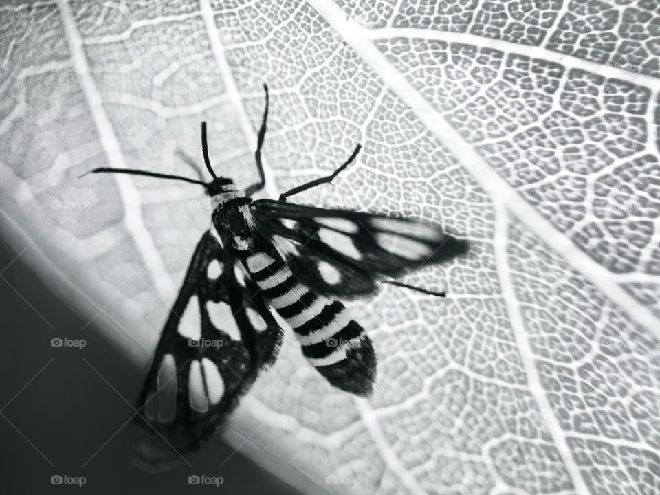 hubner wasp moth spotted on a leaf