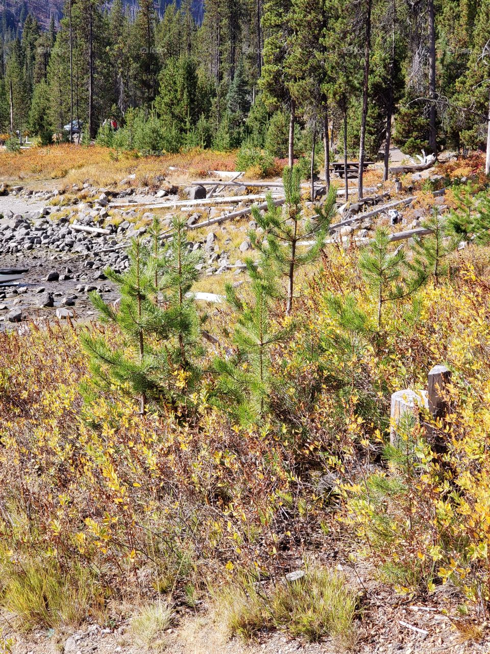 Brilliant fall colors of a landscape on the shores of Elk Lake in Oregon’s Cascade Mountains