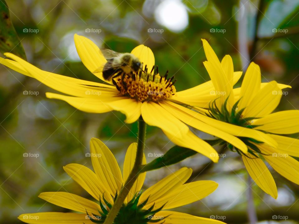 Honeybee and sunflower