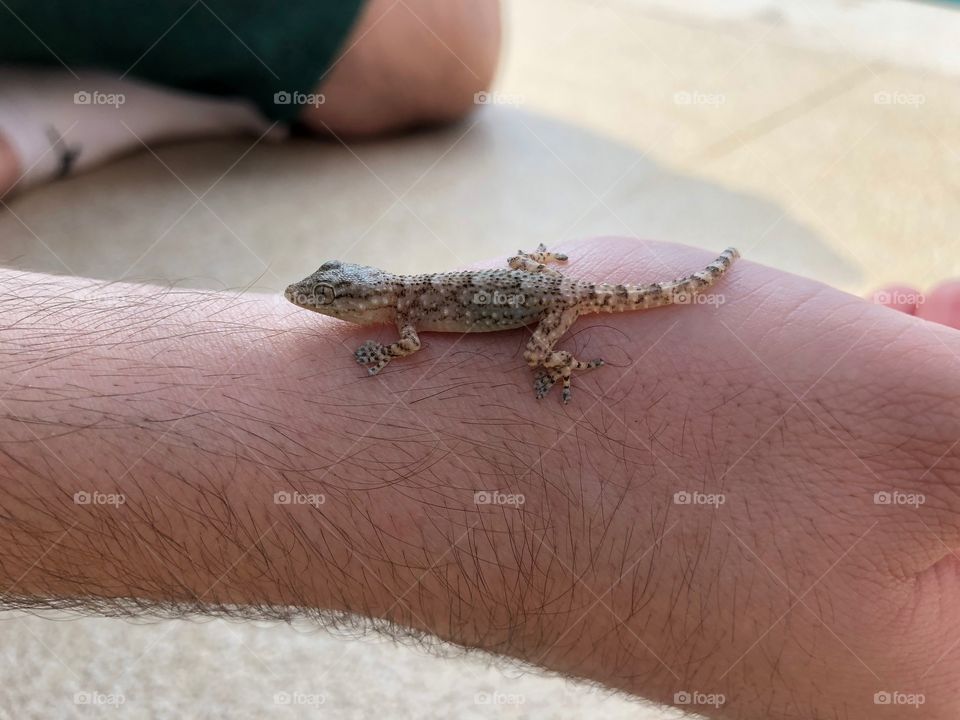 Living with lizards 😅