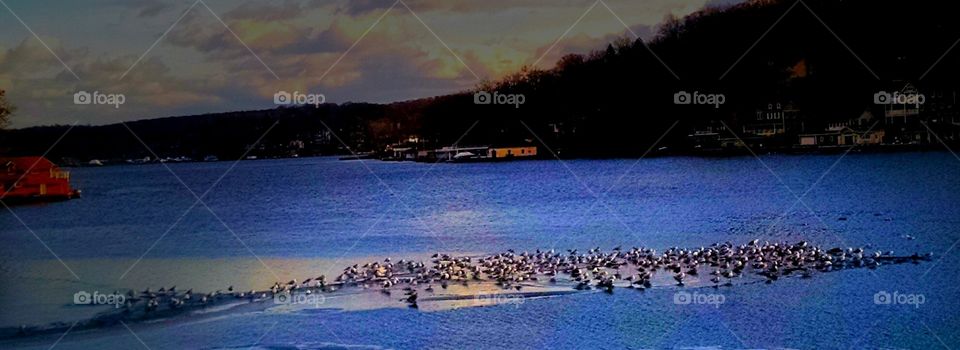 seagulls on the water/ice