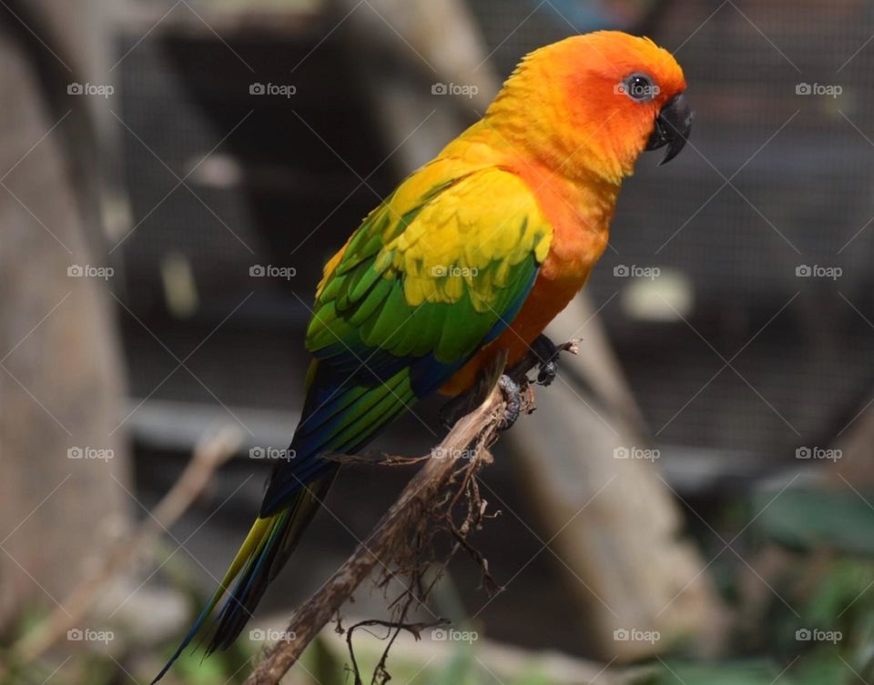 Birds and bees in Motion