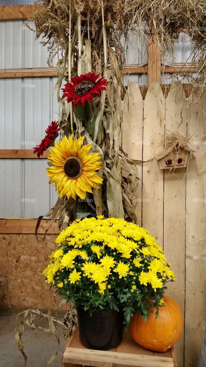 Horticultural Exhibit