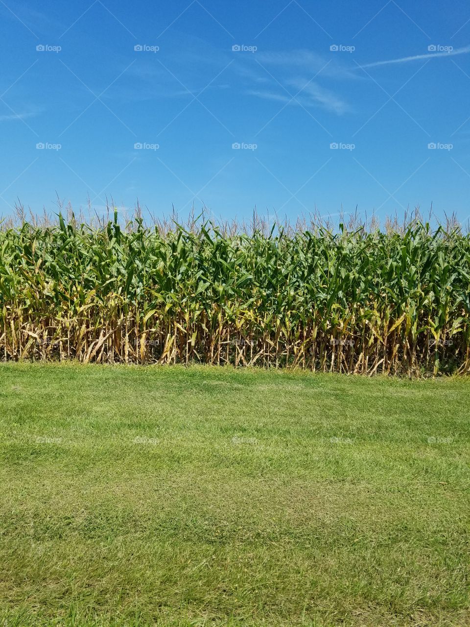 Corn Field.