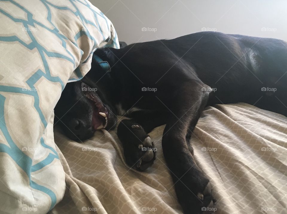 This dog is such a goof-ball! He thinks his human’s bed is his and he wanted to sleep in late.