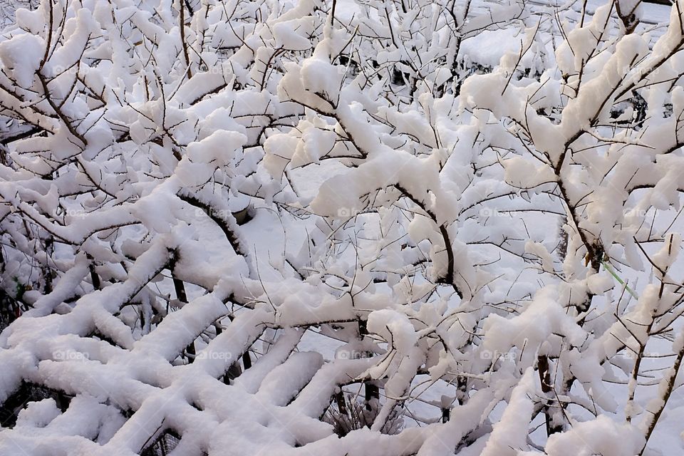 Snow and Branches