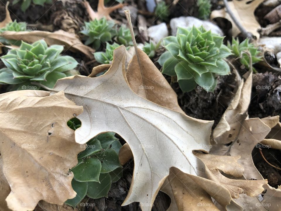 Hens and chicks plants and fallen tree leaves