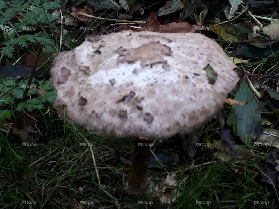 Fungus, Mushroom, Nature, Wood, No Person