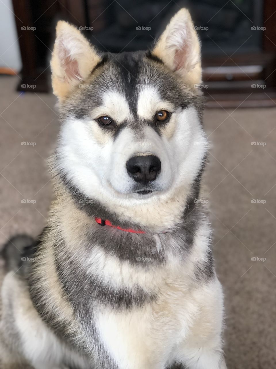 Husky 
